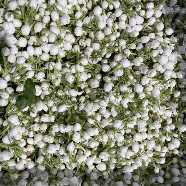 玫瑰浸膏设备 茉莉浸膏设备 桂花浸膏设备 浸膏提取设备 鲜花浸膏提取设备