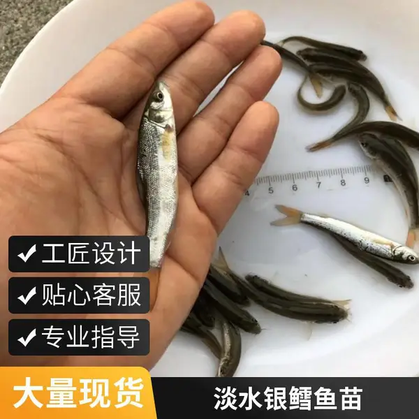 淡水银鳕鱼苗供应 大鳞鲃鱼苗 ***淡水鱼养殖种苗