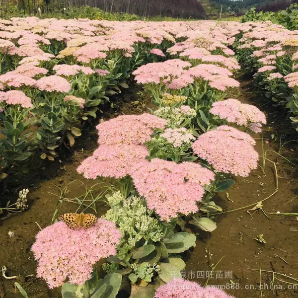 �������� �޸����ܰ˱����� ���߾������ʯ��Ʒ����ȫ