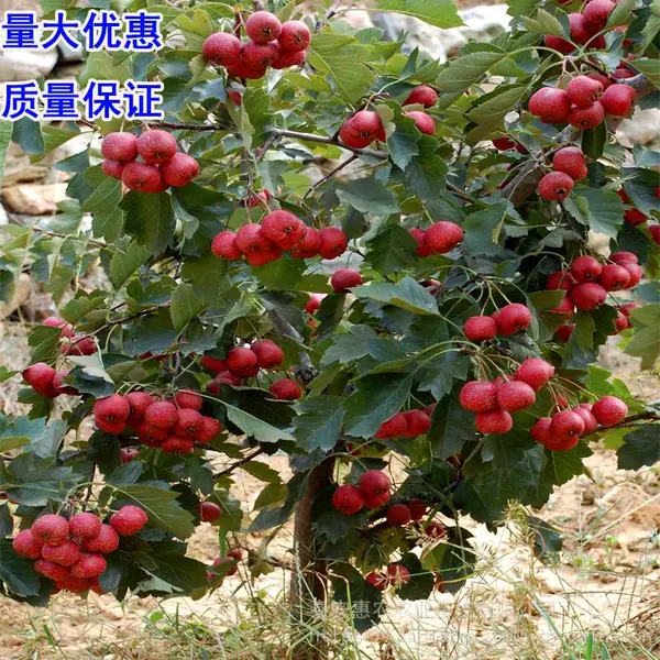 盆栽甜山楂树苗 5公分绿化工程山楂树出售 惠农农业
