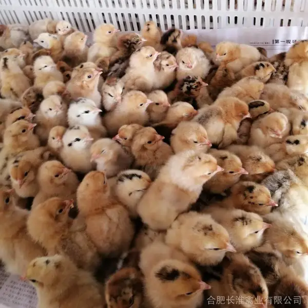 原种鸡场供应正宗青脚细高腿淮南王草鸡苗-长淮禽业