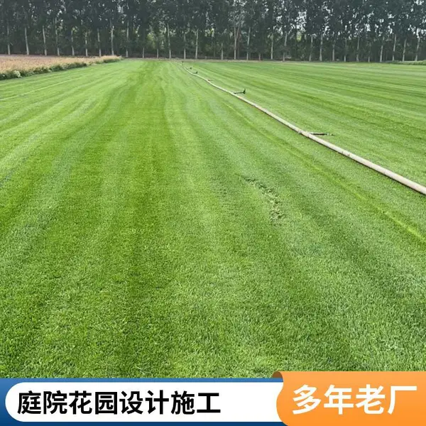 早熟禾草坪高羊茅草坪屋顶阳台绿化施工别墅庭院绿化批发北京