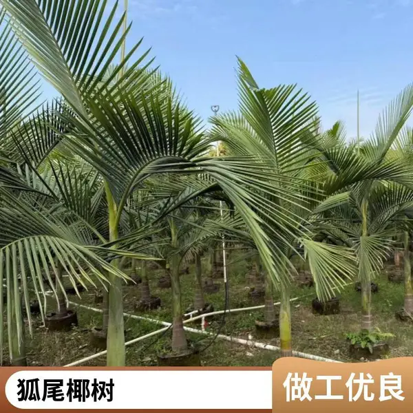 高4米 狐尾椰子 园林苗木造景 基地供应规格齐全 景兴园林