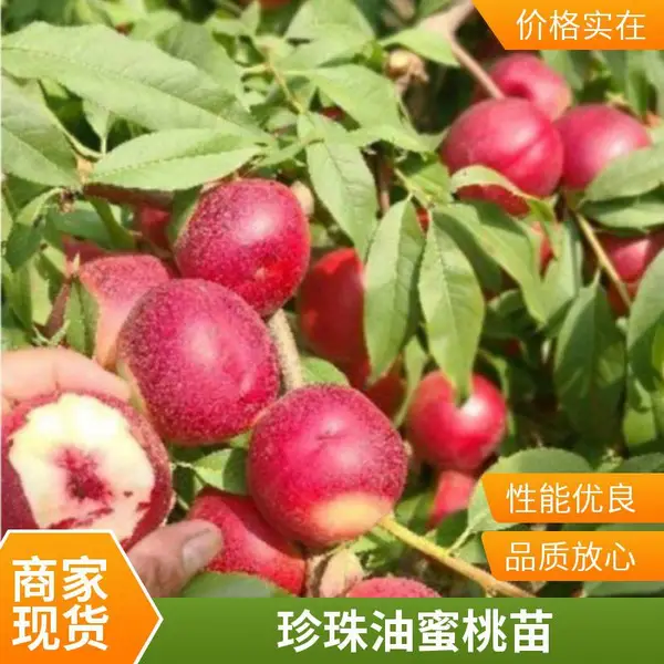 桃树苗 中蟠21 珍珠枣油桃 油蟠桃等新品种 产地直发