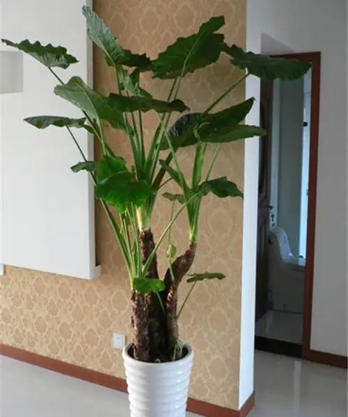 【天津鲜花绿植租摆】【天津鲜花绿植租赁】【天津绿植租摆】【天津鲜花销售】【室内花卉设计】