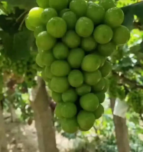 辽宁阳光玫瑰葡萄苗脱毒阳光玫瑰葡萄苗脱毒阳光玫瑰葡萄树苗中晚熟葡萄品种