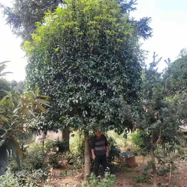 ���¹�Ҳ�ǳ��������𻨣����ǵĹڷ����ȣ��߶�ͳһ�����ʺ��е�����ֲ