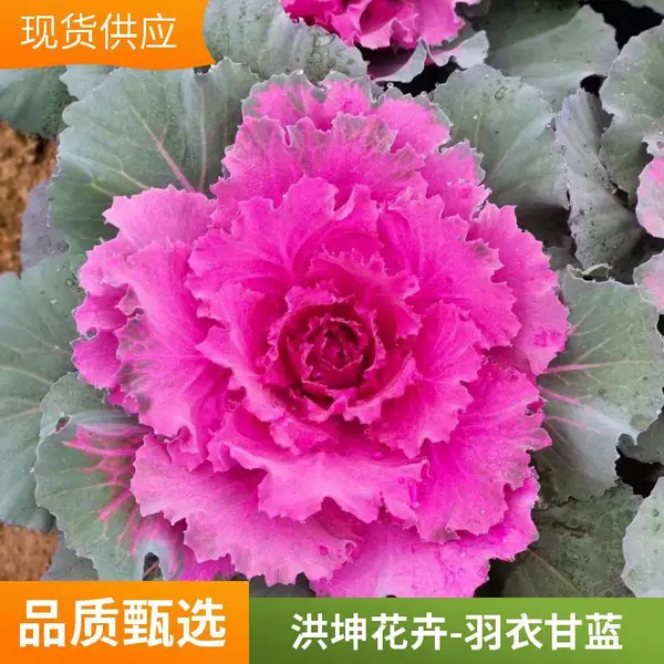 批发羽衣甘蓝 工程苗 冬季花卉 洪坤基地供货 量大 采购