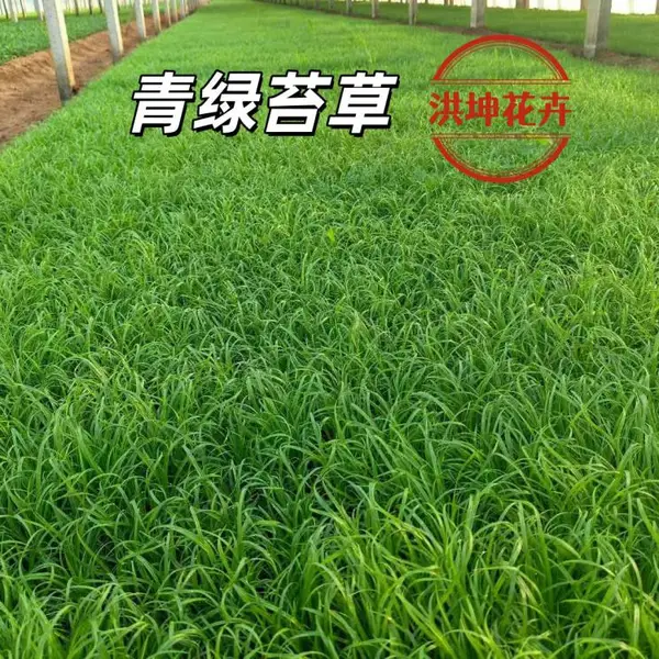 苔草 观赏地被草类 青绿苔草 四季常绿 园林景观绿化工程用 规格齐全