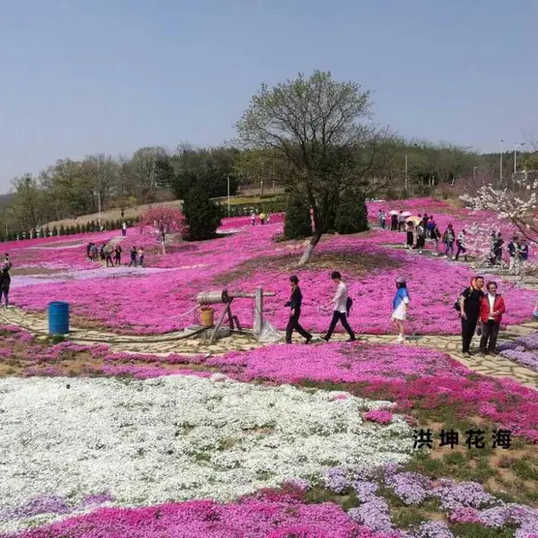 芝樱花海设计施工 宿根福禄考种苗 园林花卉芝樱杯苗基地***