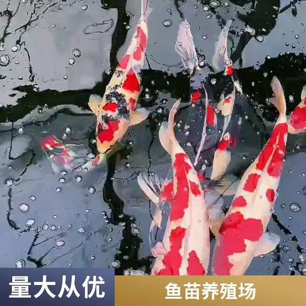 山东日照观赏鱼苗养殖场 精品锦鲤鱼苗 低密度培育 适应性好