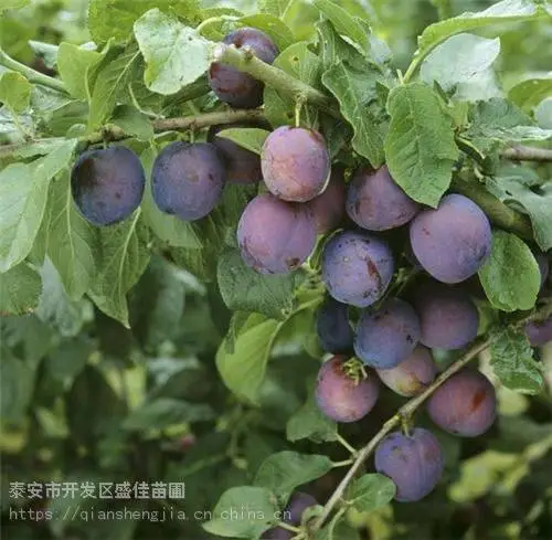 山东嫁接清脆李子树苗 高产清脆李子树苗价格