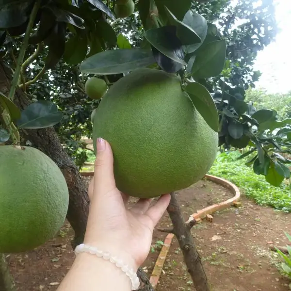 泰国红宝石青柚苗哪里买/泰国青柚正宗树苗批发/选择鑫锦苗木