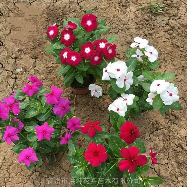 长春花 花坛公园绿化花卉 园林绿化草花 长春花工程苗供货 天天开花卉 一二年生开花花卉品种