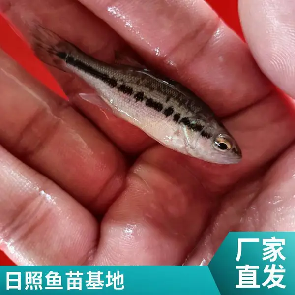 山东日照鲈鱼苗 西伯利亚鲟鱼苗 优质养殖场供应 多规格