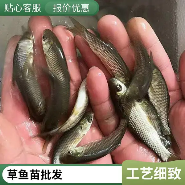 淡水养殖草鱼活体草皖鱼苗半斤食蚊鱼大苗饲料四大家鱼草鱼苗包活