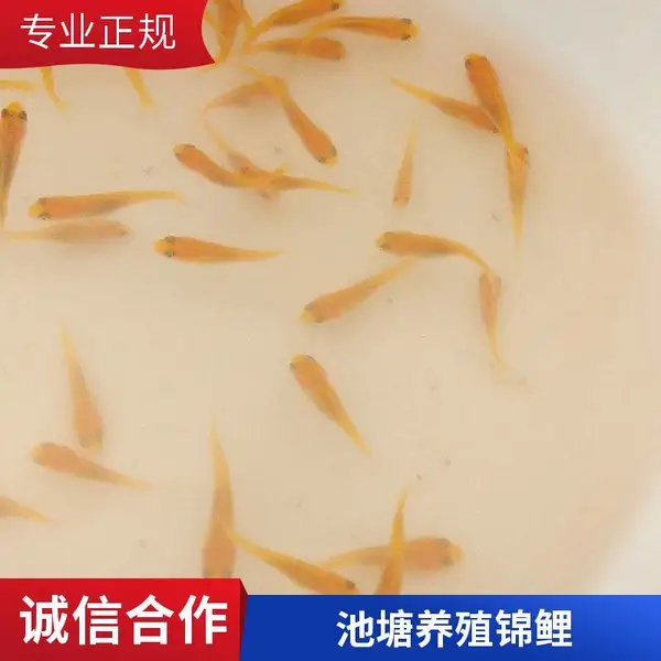 想养锦鲤找场地 山东泰安本地观赏鱼苗锦鲤鱼苗养殖场 供苗稳定