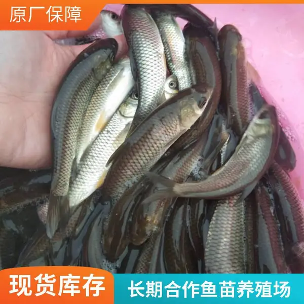 山东滨州本地草鱼苗鲤鱼鱼苗养殖场草鱼种鲤鱼种回头客多