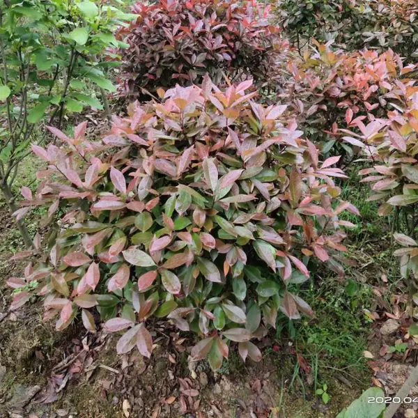供应园林绿化彩色苗木红叶石楠球,红叶石楠小苗10-300cm,