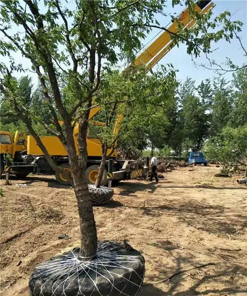 出售占地10公分-18公分枣树,廊坊占地枣树苗价格