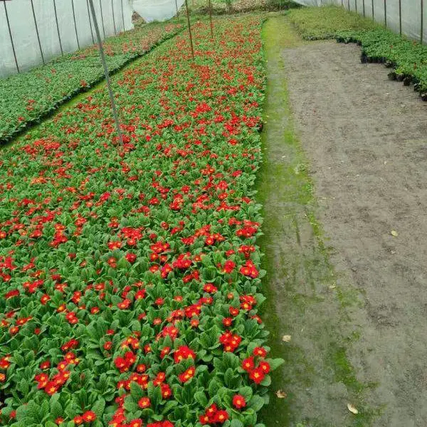 成都冬季花卉基地 报春花种植基地 贵州报春花