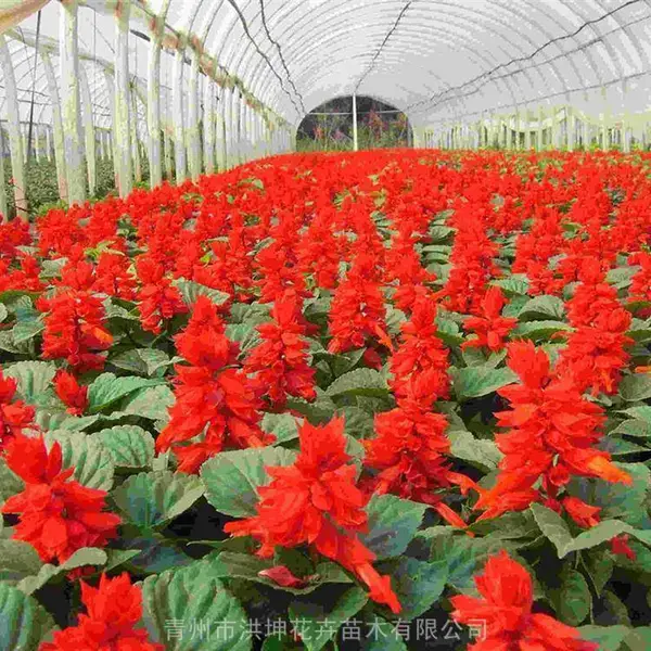 一串红 批发 一串红花卉杯苗供货 一串红基地销售 一串红花期长花卉供应 公园花卉