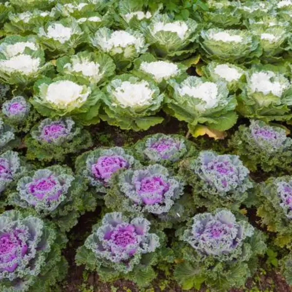 ��Ҷ���¸�����������̬���¹����Ը�ͥԺ���������쾰ֲ��