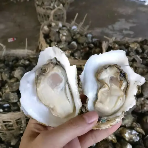 广西北海生蚝批发价格 生蚝产地