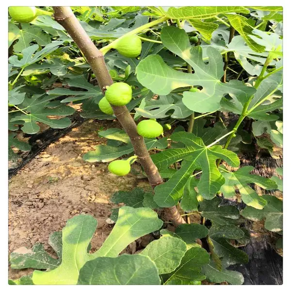 威海一年生无花果小苗 无花果树苗基地 无花果苗一株价钱
