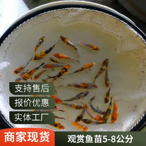 新手养锦鲤 选山东潍坊本地观赏鱼苗锦鲤鱼苗养殖场 3-5cm 好养活