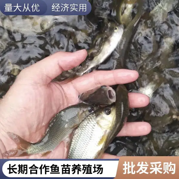 草鱼种鲤鱼种批发 山东滨州本地草鱼苗鲤鱼鱼苗养殖场
