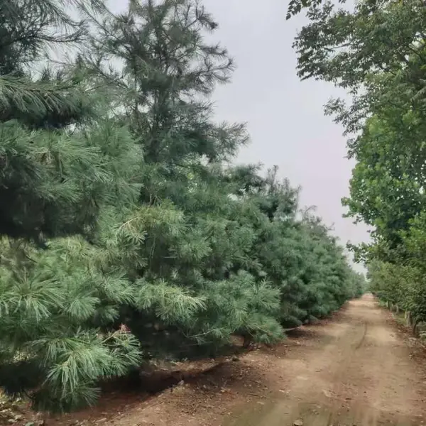造型华山松 供应 云杉市场行情 供应聚集地