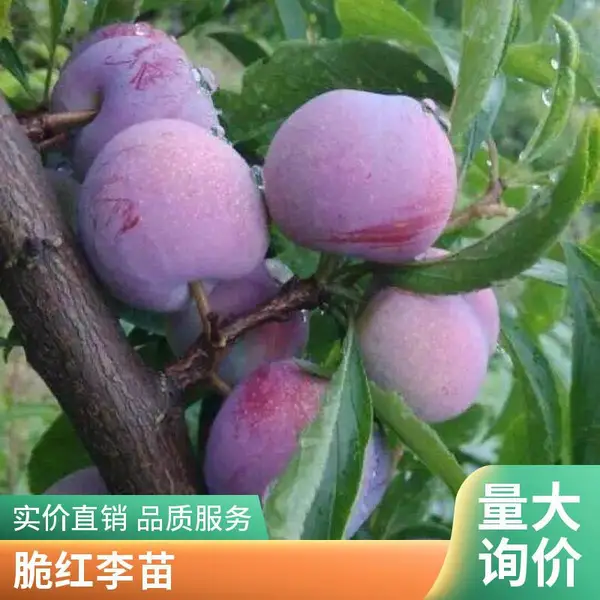 大红袍李苗 晚熟黑布林黑巨王安格诺黑李子树苗基地批发