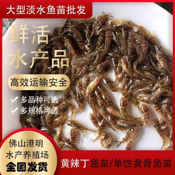贵州黄颡鱼 黄骨鱼苗 黄沙古 刺黄股养殖孵化基地直供