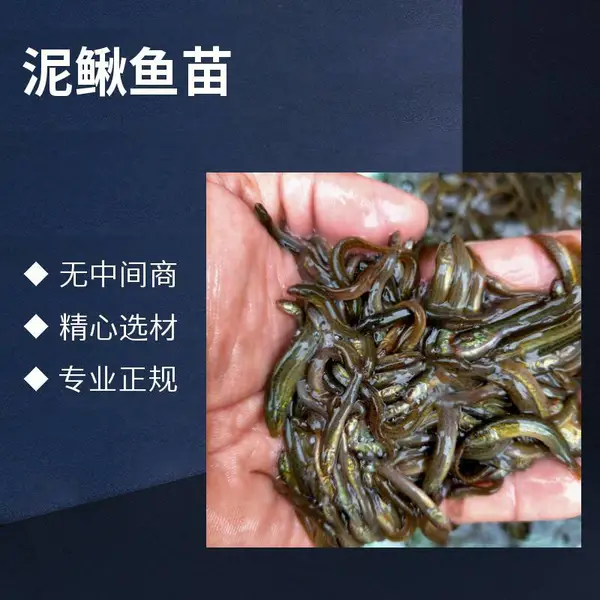 湖南衡阳泥鳅鱼苗出售 同城配送服务 港明水产规模大养殖渔场