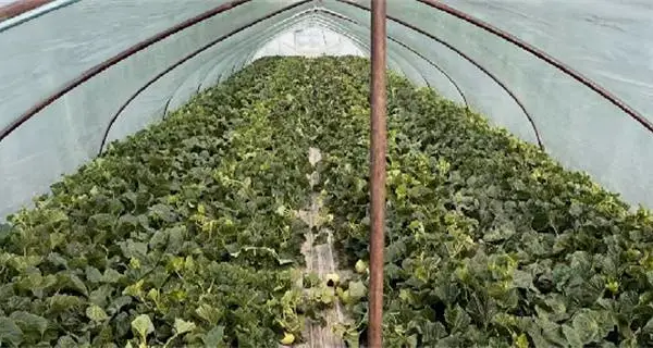 宁夏大棚农膜哪里买 山东省守正塑业供应