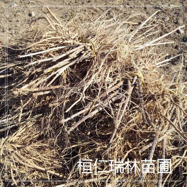 刺包头种苗 出售红刺老包苗