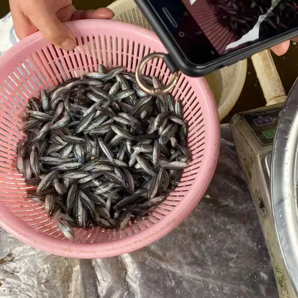 优选精品鲈鱼苗 大口黑鲈鱼加州鲈鱼苗 长势快 抗病强 欢迎订购