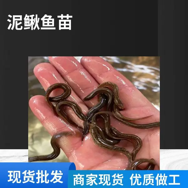 高位池养殖泥鳅鱼苗 黄金泥鳅水花 不钻泥土大副鳞泥鳅苗 产量高