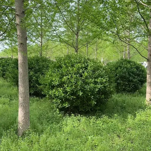陕西直供银杏 彩叶行道绿化苗 现货批发,银杏基地