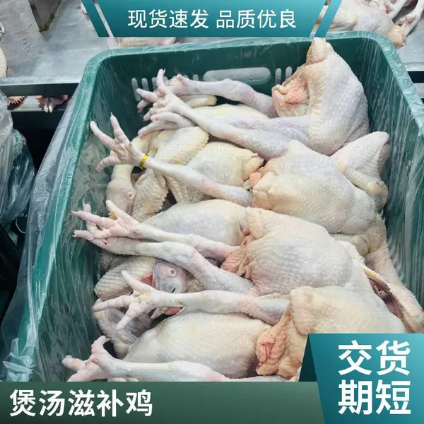 矮脚三黄鸡 新鲜现宰 散养走地鸡 皮薄肉嫩 炖汤 / 红烧食材
