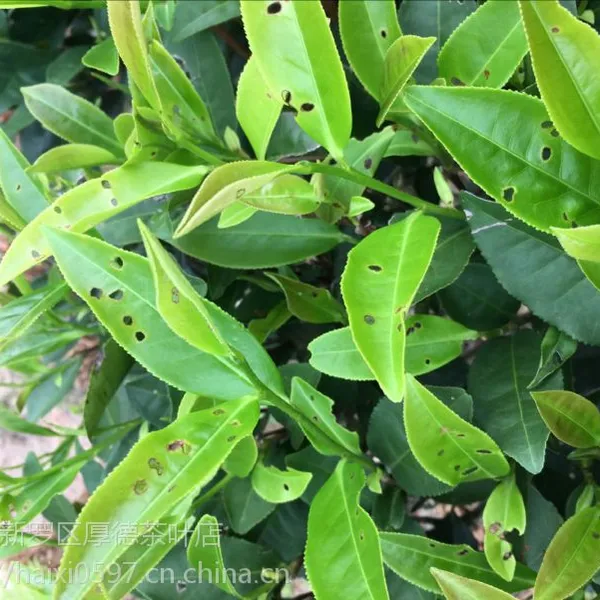 漳平水仙茶 漳平水仙茶 水仙乌龙茶 茶叶 水仙茶饼 漳平水仙茶厂 漳平水仙批发