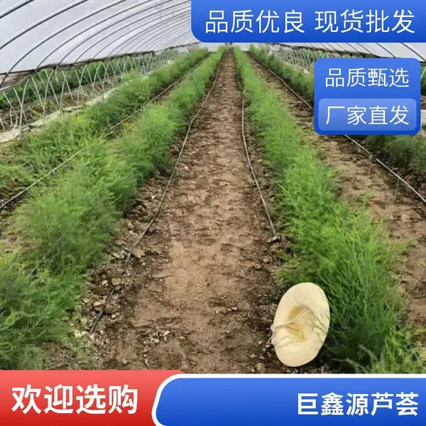北京怀柔鑫航育 6 号 F1 芦笋种子 无性系杂交一代 高纯度高发芽率京北良种