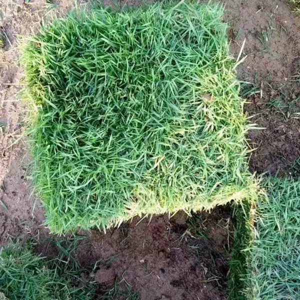 马尼拉草皮 广东惠州公路护坡绿化用的绿化草坪出售价格 草坪种植方法