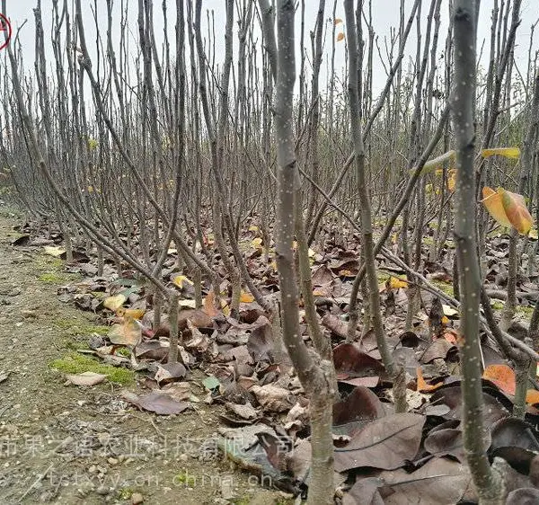 梨树苗价格、苏翠梨苗、丰水梨苗种植技巧