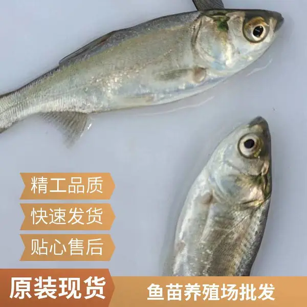 大同朔州黑鱼苗泥鳅鱼鱼苗养殖场 现货供应 适合北方水域养殖