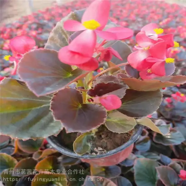 四季海棠图片，四季海棠***，四季海棠组摆草花