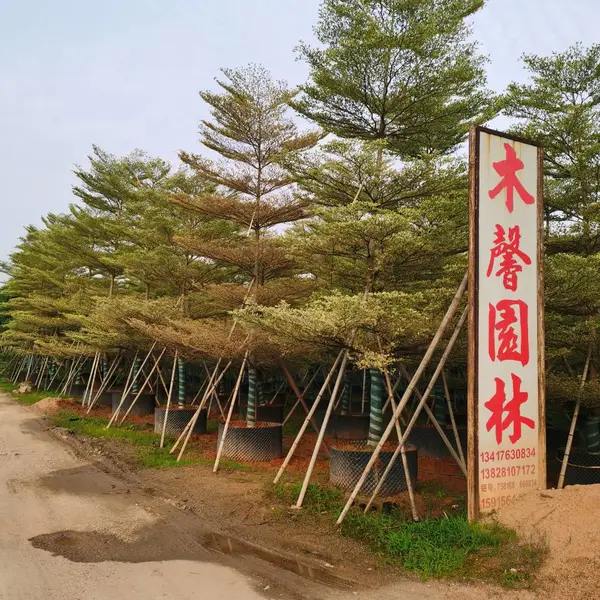 广西锦叶榄仁出售价,广西哪里有锦叶榄仁,广西锦叶榄仁绿化苗