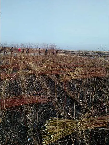 东北黑龙江哈尔滨木兰县柳条价格——供应商网{黑龙江省哈尔滨市木兰县大贵镇}
