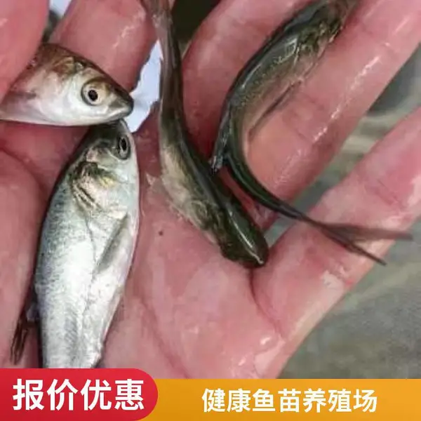 山东日照本地花鲢苗白鲢鱼苗养殖场鱼苗批发价格实惠